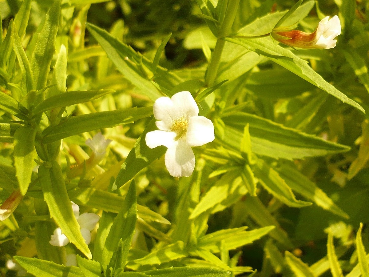Gratiola officinalis (Plantaginaceae)